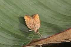 Gonionota