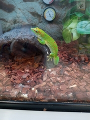Phelsuma