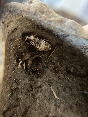 Gyna caffrorum