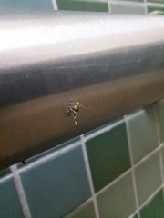 Aristotelia devexella