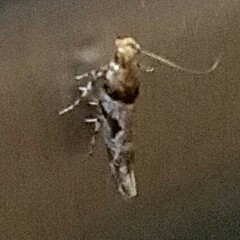 Aristotelia devexella