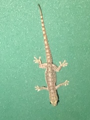 Hemidactylus garnotii