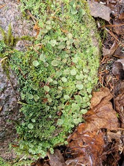 Cladonia chlorophaea