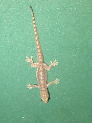 Hemidactylus garnotii