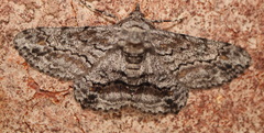 Cleora displicata