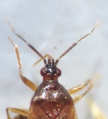Amphiareus obscuriceps