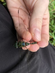 Triacanthagyna trifida