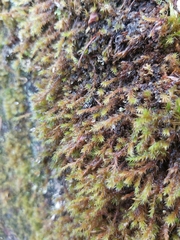 Racomitrium heterostichum