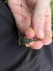 Triacanthagyna trifida