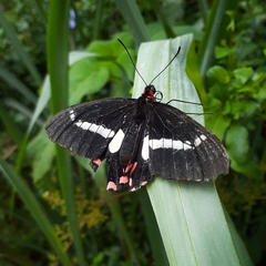Parides