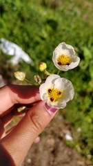 Sagittaria montevidensis
