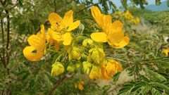 Senna holwayana