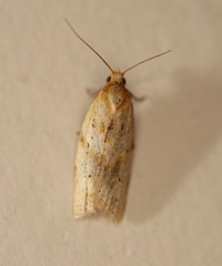 Clepsis divulsana