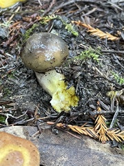 Suillus ponderosus