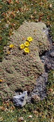 Oxalis erythrorrhiza