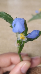 Commelina erecta