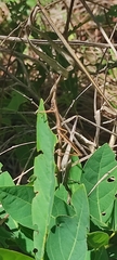 Tetanorhynchini