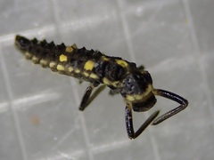 Olla v-nigrum