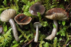 Lactarius pseudomucidus