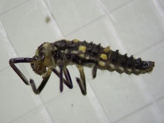 Olla v-nigrum