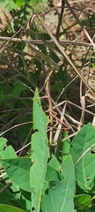 Tetanorhynchini