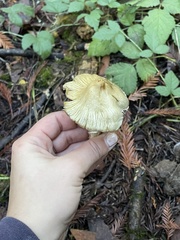 Pseudosperma sororium