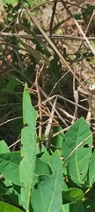 Tetanorhynchini