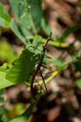 Tetanorhynchini