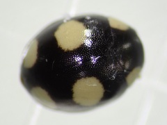 Hyperaspis silvestrii