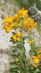 Senna holwayana