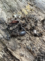 Oniscidea
