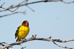 Setophaga petechia bryanti