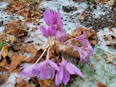 Colchicum autumnale