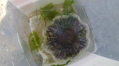 Cyanea lamarckii