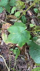 Ranunculus recurvatus