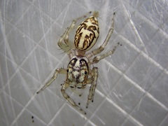 Phintelloides versicolor