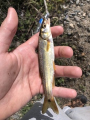 Ptychocheilus umpquae