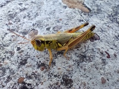 Phoetaliotes nebrascensis