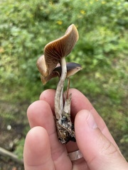 Psilocybe cyanescens