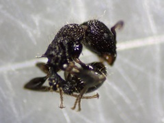 Tetramorium pacificum