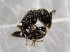 Tetramorium pacificum