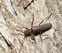 Phlyctaenodes pustulosa