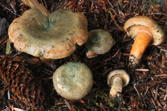Lactarius aurantiosordidus