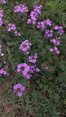 Glandularia tenera