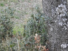 Dactylis glomerata hispanica