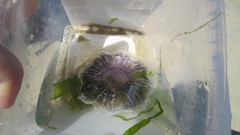 Cyanea lamarckii