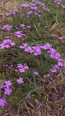 Glandularia tenera