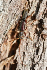 Phlyctaenodes pustulosa