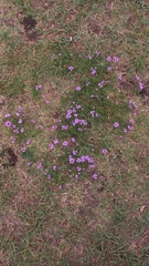 Glandularia tenera