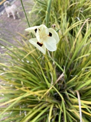 Dietes